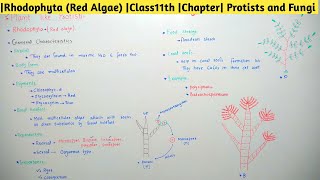 |Rhodophyta (Red Algae) |Class11th |Chapter| Protists and Fungi 