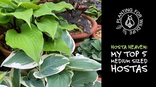 Hosta heaven : my top 5 medium sized hostas