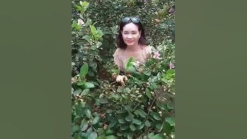 Vườn sim rừng thuyết ngô mến chào các bạn !