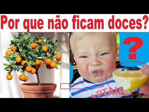 Vídeo: Por que minhas amoras são azedas?