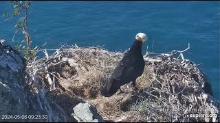 Two Harbors Eagles ~ Ravens Take Cholyn & Chase's Egg!  Both Return To Nest Heartbroken! 5.6.24