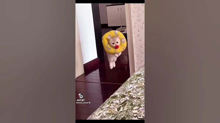 Watch the video about Funny cats compilation #cat #funny