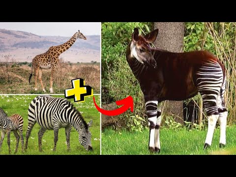 Qual o resultado do cruzamento da girafa com o carro? - Charada e