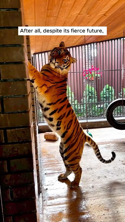 Manusia mengadopsi seekor anak harimau #animal #animalrescue #rescue #shortvideo #shorts #tiger