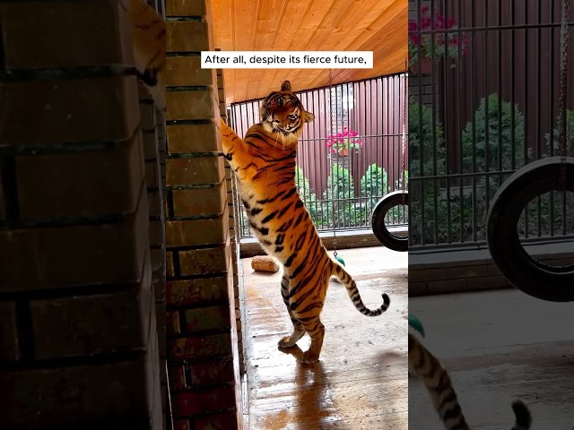 Man adopted a tiger cub #animal #animalrescue #rescue #shortvideo #shorts #tiger class=