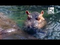 Baby Hippo Fiona is 6 Months Old - Cincinnati Zoo
