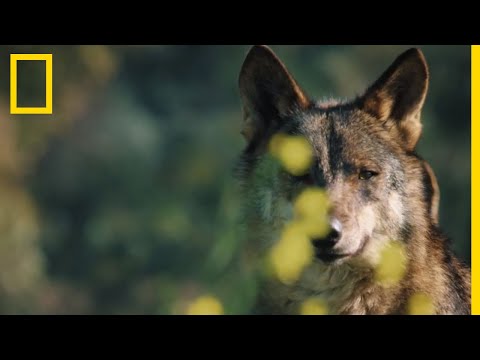 Vidéo: Les orques ont-elles évolué à partir des loups ?