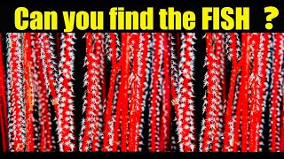 Find The Hidden Animals #2; Nobody Can Find Them All |Optical Illusions|Brain Teasers|Wild Me