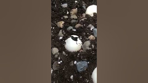 Snapping Turtle Hatching - Wild at Heart