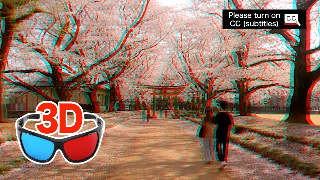 [Anaglyph 3D Video]Cherry blossoms at Higashifukita Tenmansha / red ...