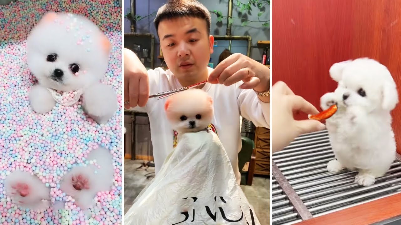 Tik Tok Chó Phốc Sóc Mini ???? Funny and Cute Pomeranian #368 - YouTube