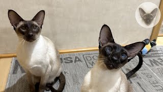 My 6 cats will help you relax and unwind 😊💖😊 oriental cats | playful cats | cat family 😊 by Clan of Lumier 293 views 1 month ago 6 minutes, 47 seconds