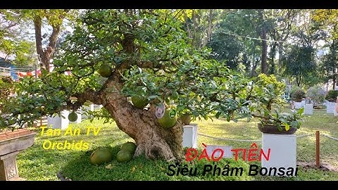 Những tuyệt tác Bonsai Quý Hiếm - Hội Hoa Xuân 2023 - Tao Đàn - TP HCM,Rare Bonsai masterpieces-spri