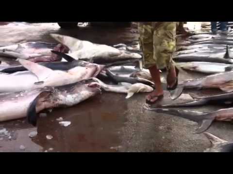 Vídeo: Matanzas Masivas De Tiburones En Aguas Del Pacífico Exigen Acción - Matador Network