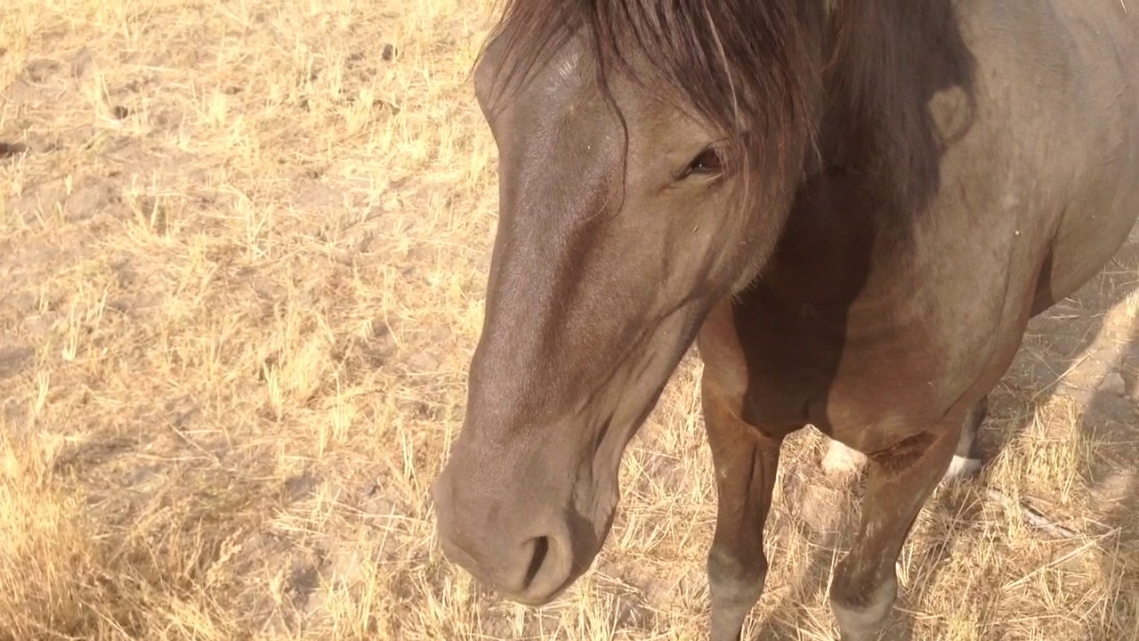 Wild horses in Virginia City, NV - YouTube