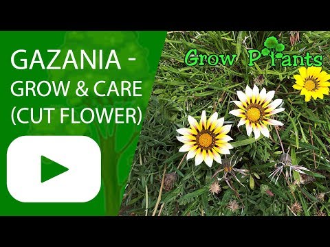 Gazania - growing and care (cut flower)