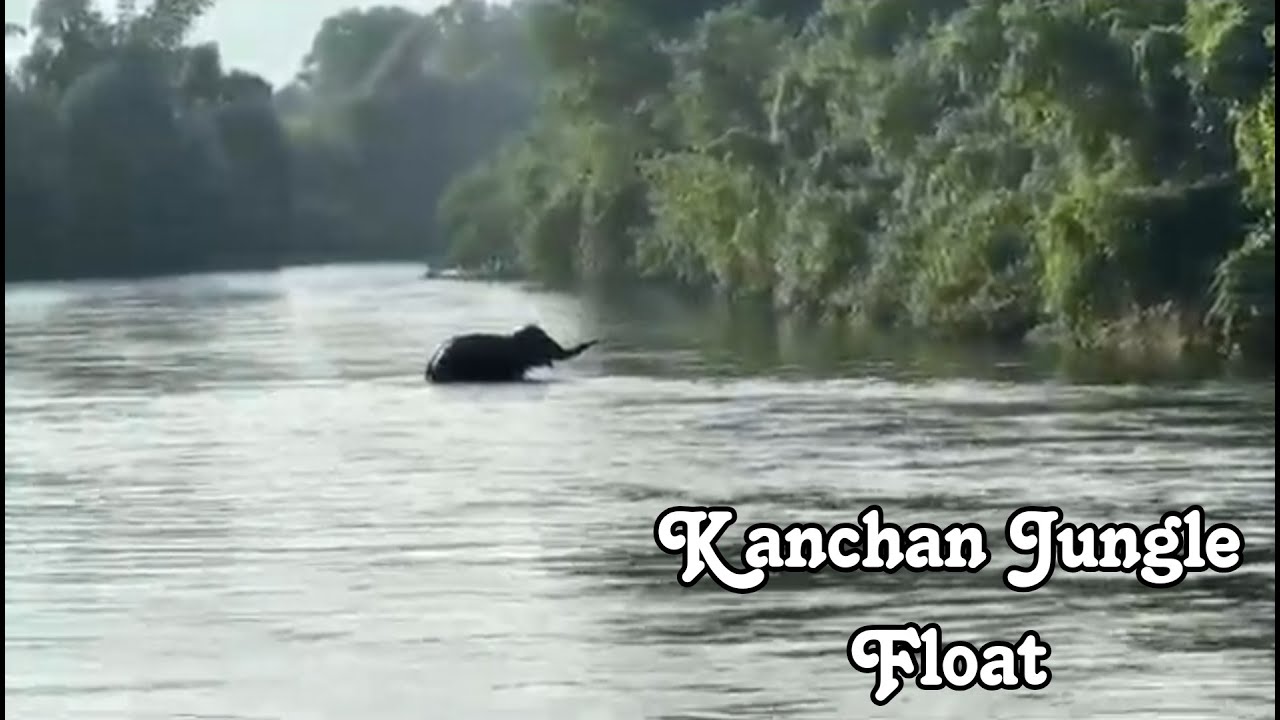 Kanchan Jungle Float YOUTUBE