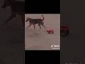 this Dog never gets Bored #trending #djymzeekay #viral #dj #sama28 #2026 #funny #sgidongo