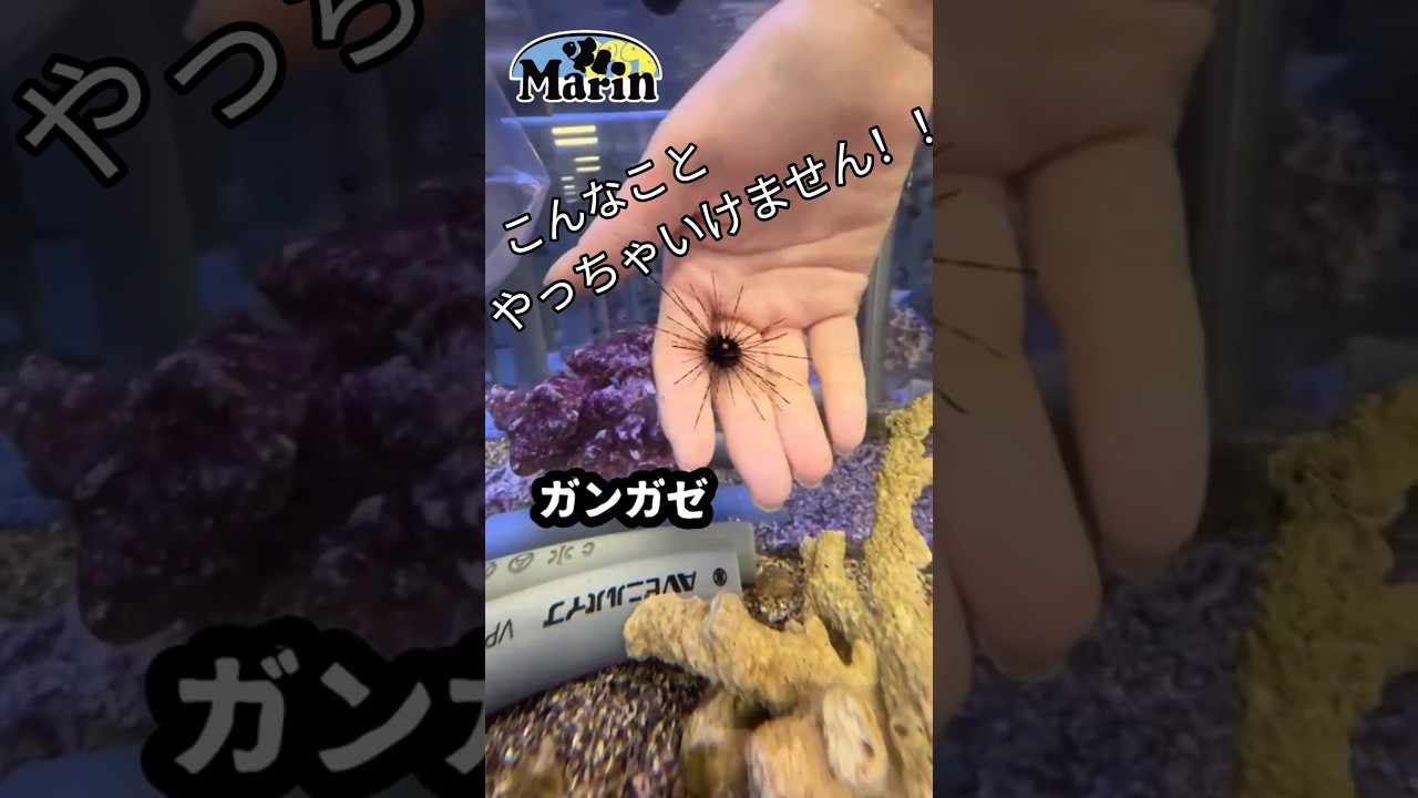 Handling long-spined sea urchins✺✺ - YouTube