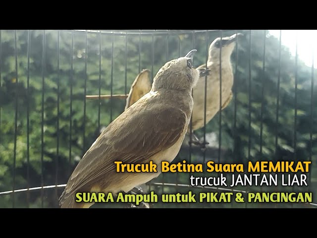 Trucuk Betina Memanggil Jantan Alam Liar  Suara Ampuh untuk pikat trucukan Gacor CEPAT NYAMBAR class=