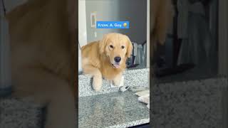 TikTok|Gets me every time ?. joke tellajoke funny dogsoftiktok doggo dogs goldenretriever 