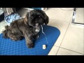 Our dog, Koo-chan♪我が家のシーズー犬