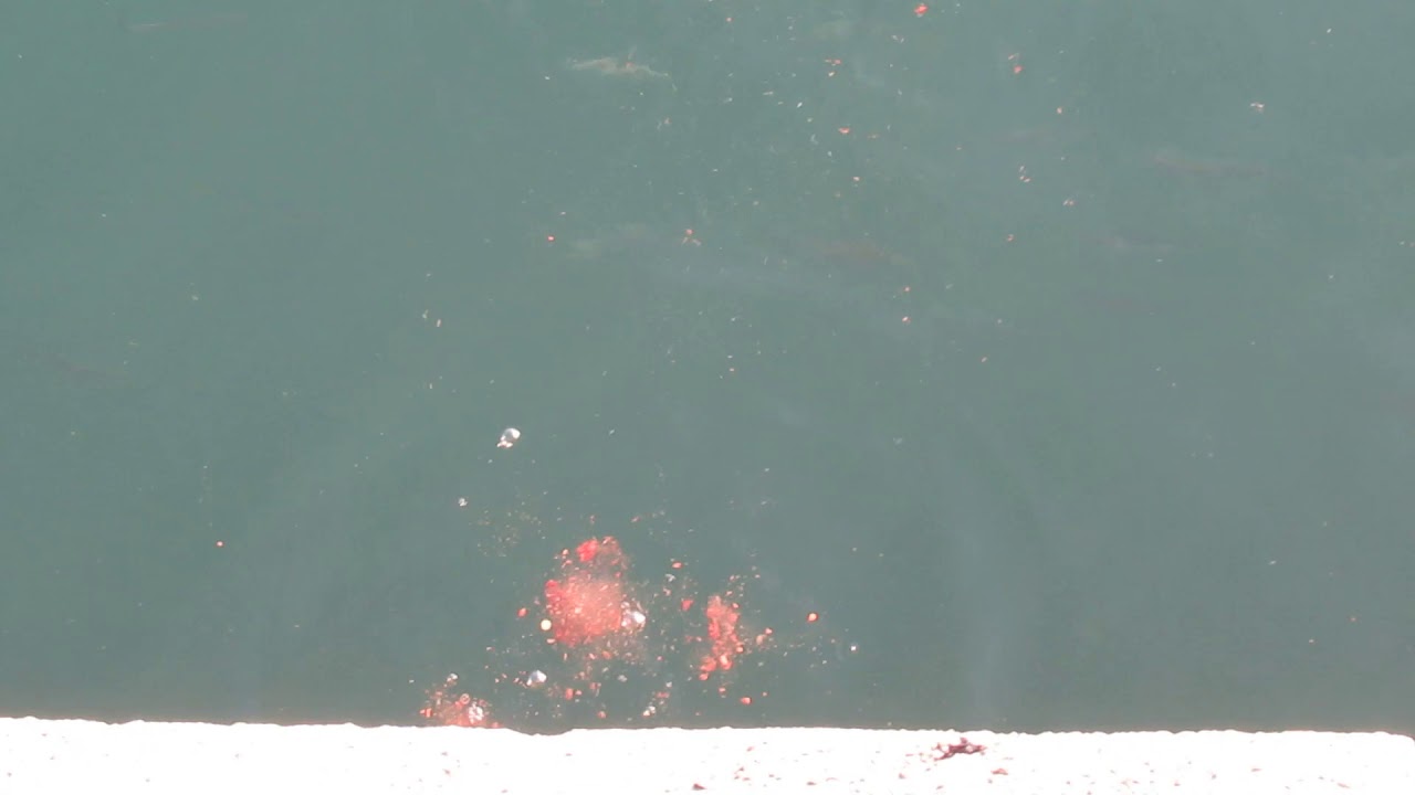気楽になんでも釣行記 カマスのギャング釣りは無くなれば良いと思うよ 気楽になんでも釣行記 カマスのギャング釣りは無くなれば良いと思うよ