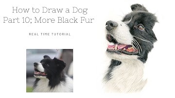 How to Draw a Realistic Dog in Colour Pencils | Real Time Tutorial | Part 10 More Black Fur