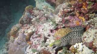 Octopus vs Moray Eel in Veliganu North: Part Two
