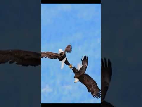 أجمل مناورات طيران النسور