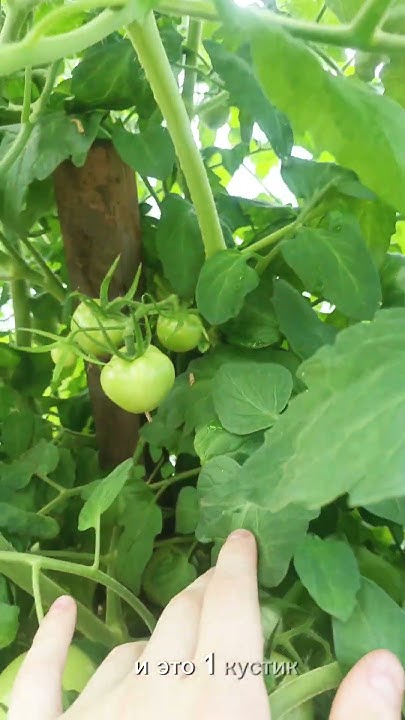 Томат "Верочка" семена партнер 🍅 #помидоры #garden #садоводство #урожай ...