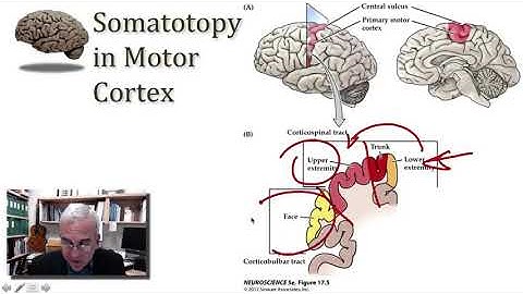 MN4 10 4 10 UMNC  Primary Motor Cortex, partAv20635441,P10