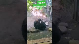 Bear, Its A Frank, Not Food But Toy