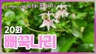뻐꾹나리 [계절에 만나는 우리 꽃 이야기 20화]