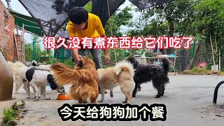 【166】条件不允许很久没有煮东西给它们吃了今天给狗狗加个餐