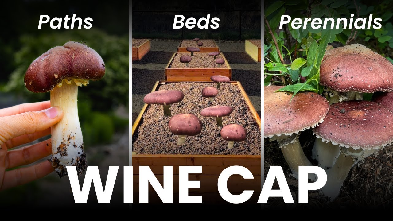 How to Grow Wine Cap Mushrooms in Your Garden Beds 