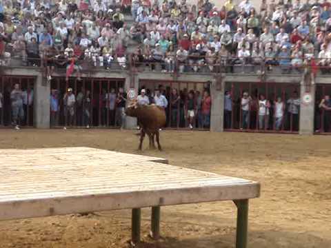 Primorosa en Oropesa De la ganaderia Miguel Parejo...