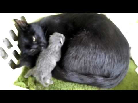 Videó: Piruvát-kináz Hiány Macskáknál