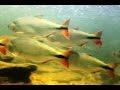 Fishes from the São Francisco River - subtitles