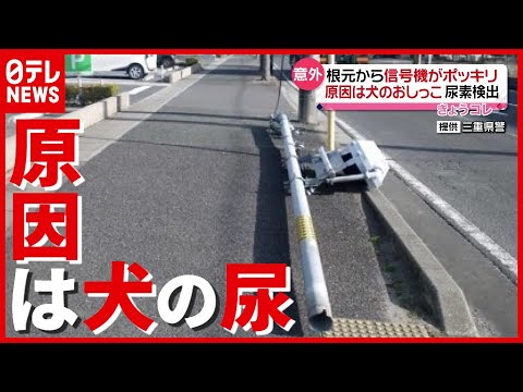 原因は犬の“おしっこ”  通学路の信号機が根元からポッキリ