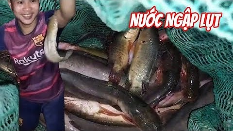 Mùa Nước Ngập Lụt Chỉ Một Đêm Cắm Câu Cá Đầy Thống | Suê Vlog