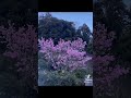Sakura flower in front of house in Japan so very beautiful