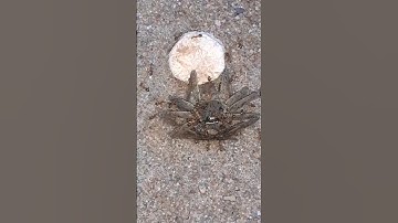 Unity is power 🐜💪 #shorts #ants #new #subscribe