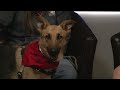 Pet of the Week: Nyx
