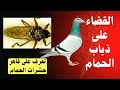 كيف تقضي على ذباب الحمام بطريقة فعالة وآمنة علاج حشرات الحمام ايفرمكتين الأفوماك قاهر الحشرات كيف تقضي على ذباب الحمام بطريقة فعالة وآمنة علاج حشرات الحمام ايفرمكتين الأفوماك قاهر الحشرات