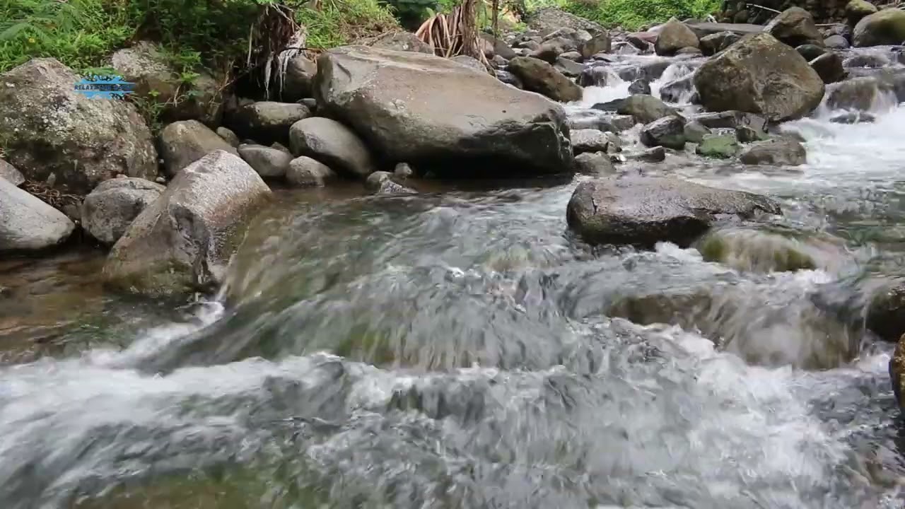 Beautiful Birdsong and Flowing River  Calm Forest ASMR 🐦🌲