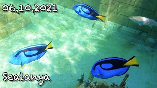 Sealanya Türkei 2021 Alanya Urlaub Seapark schnorcheln Hai Diving Shark Gopro 9 Iphone 13 Pro OM5 4K