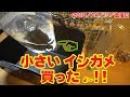 1匹 JPY 4,104 小さいイシガメを買った!! 第１【2018/04/13/金曜日】