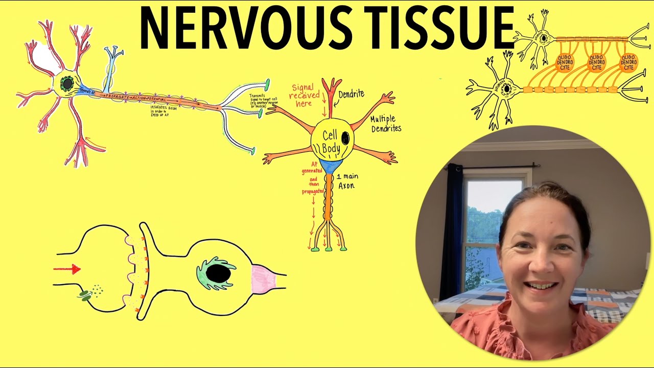 Intro to Nervous Tissue: Everything your teacher will test you on!