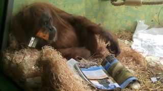 Orang-Utan Reading a Magazine by XayaPeruanita 3,255 views 9 years ago 58 seconds